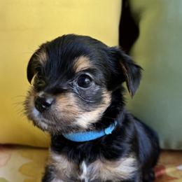 Yorkipoo and Yorkshire Terrier Puppies from Yorkie Oodle Doodle