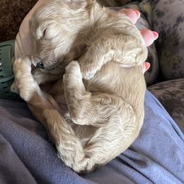 Poodle Puppies from Breahna Snay