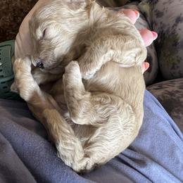 Poodle Puppies from Breahna Snay