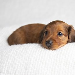 Dachshund Puppies from MyGaDachs