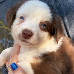 Ginger - Red tri female Miniature Australian Shepherd puppy in Ringgold, Louisiana from Barrett's Buddies