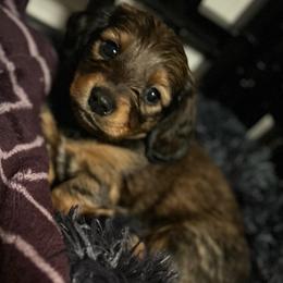 Avery - Black and cream male Dachshund puppy in Proctor, Montana from Blue Star Dachshunds