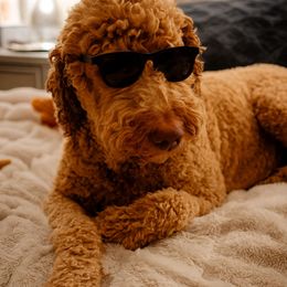 Nugget - Goldendoodle