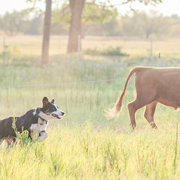 Australian Shepherds from Dos Lobos Ranch, LLC