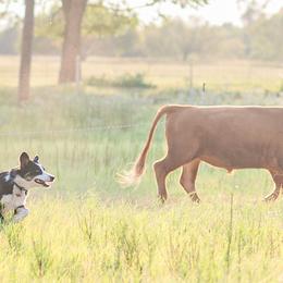 Australian Shepherds from Dos Lobos Ranch, LLC