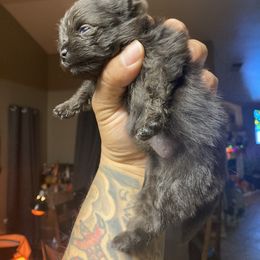 French Bulldog and Pomeranian Puppies from Chaos Central Valley Bulls