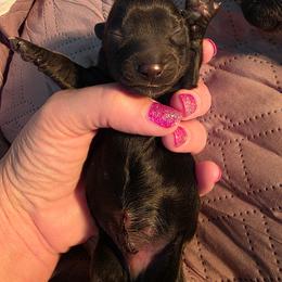 Solid black - Black male Dachshund puppy in West Plains, Missouri from Spring Creek Dachshunds
