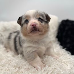 Harvest-White collar male - Blue merle and white male American Corgi puppy in Benjamin, Utah from Nuna’s  Corgis