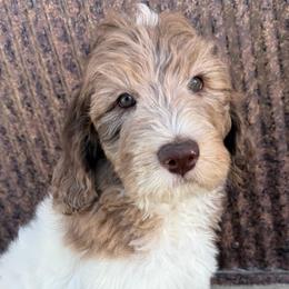 Elta - Parti female Saint Berdoodle puppy in Beach, North Dakota from Badland St. Berdoodles LLC