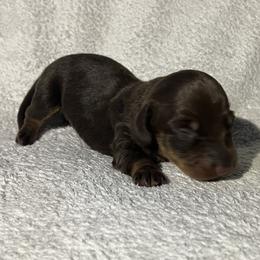 Radar - Chocolate and tan male Dachshund puppy in Mocksville, North Carolina from The Dachs of Hazzard Dachshunds