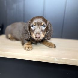 Frosty - Chocolate and tan male Dachshund puppy in Bradenton, Florida from Winsor Family Dachshunds