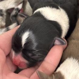 Cashew - Black tri-color female Australian Shepherd puppy in Wrightstown, New Jersey from Hartzland Farm Australian Shepherds