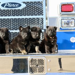 German Shepherd Puppies from Aydt's Shepherds and Training LLC