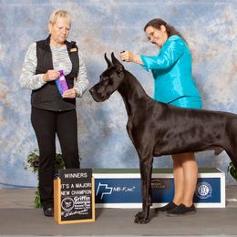 Great Dane All Grown Up from River Rock Danes