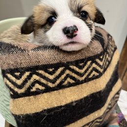 Miniature Australian Shepherd and Pembroke Welsh Corgi Puppies from Fluffy Butt Acres