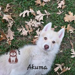 Akuma - Red and white male Pomsky puppy in Blaine, Minnesota from Yuna's Pomsky