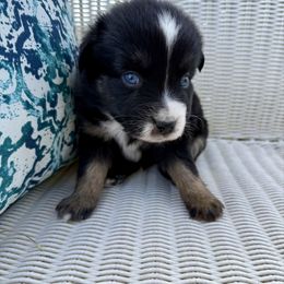 Huckleberry - male Toy Australian Shepherd puppy in Medical Lake, Washington from MAS Gone Rogue