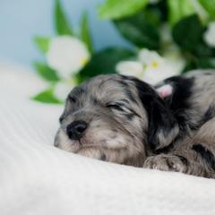 Bordoodle Puppies from 2J 2K Bordoodles