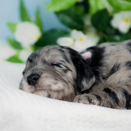 Bordoodle Puppies from 2J 2K Bordoodles