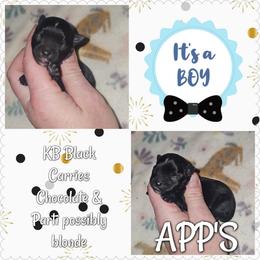 Kb Black Male - Black and tan male Yorkshire Terrier puppy in Wartburg, Tennessee from Amanda's Precious Pups