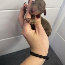 Vivi - Chocolate and tan female Dachshund puppy in Oklahoma City, Oklahoma from Barrett’s Doxie Farm