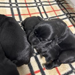 Hazel - Black female Miniature Schnauzer puppy in Springfield, Tennessee from My Lovable Schnauzers