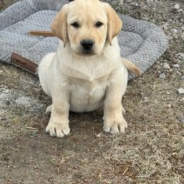 Labrador Retriever Puppies from SR Labrador Retrievers
