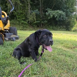 Purple Collar - Black female Cane Corso puppy in Henry, Virginia from Hardradas Dynasty Cane Corso