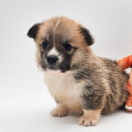Charmander - Red male Pembroke Welsh Corgi puppy in Kiowa, Colorado from Cool Water Corgis LLC