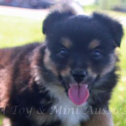 Miniature Australian Shepherds and Toy Australian Shepherds from Flying H Toy and Mini Aussies