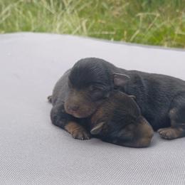 Maxx (bottom) todd (top) - Black and silver male Miniature Schnauzer puppy in Milton Freewater, Oregon from Rose Brook Family Farms