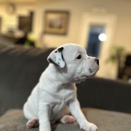 Staffordshire Bull Terrier Puppies from Lucky Staffs