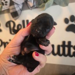 Magic - Parti male Yorkshire Terrier puppy in Clermont, Florida from Bella's Prissy Butts