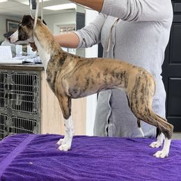Tiger - Whippet