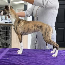 Tiger - Whippet