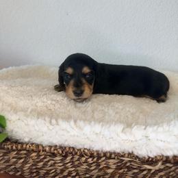 AKC Black and Cream Boy - 2,500 - Black and cream male Dachshund puppy in Fredericksburg, Texas from Goodman Dachshunds