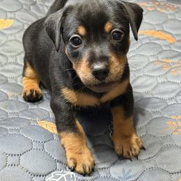 American Hunt Terrier Puppies from Paradise bay hunt terriers