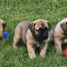 Julep - Tawny female Boerboel puppy in Flemingsburg, Kentucky from Aussgardian Boerboels