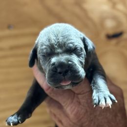 Boy 1 - Gray male Cane Corso puppy in Paris, Texas from Knucklehead Cane Corso