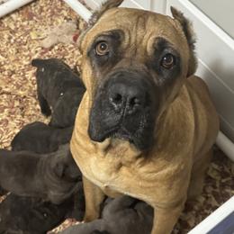 Cane Corso Puppies from Brandy’s Corso’s