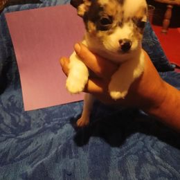 JoJo - Merle male Chihuahua puppy in Federalsburg, Maryland from Mobley Chihuahuas
