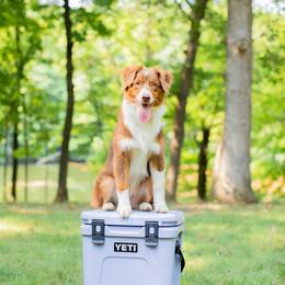 Australian Shepherd Puppies from JS Aussies
