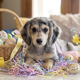 Winston - Dachshund