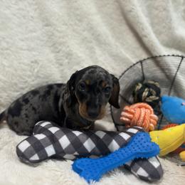 Shaggy - Dapple male Dachshund puppy in Flint, Texas from ZMC Acres Doxies
