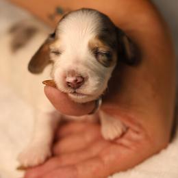 Grey - Dapple male Dachshund puppy in Miami, Florida from Maitime Dachshund