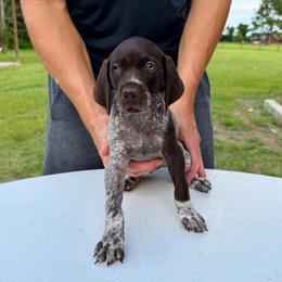 Bandit - Liver roan male German Shorthaired Pointer puppy in Glennville, Georgia from Andre Family Farms & Kennels