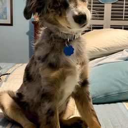 Miniature Australian Shepherds from Northern Neck Aussies