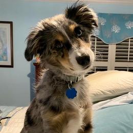 Miniature Australian Shepherds from Northern Neck Aussies