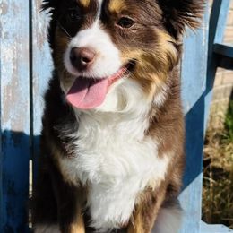 Aussiedoodles and Cavapoos from Sharp’s Paws & Pups