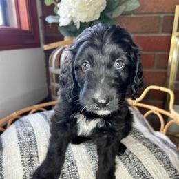 Girl 3 - Brown and white female Bernedoodle puppy in Riverside, California from Wimbledon Bernedoodles